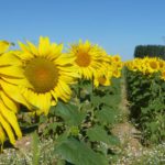 ASAJA DENUNCIA UNA INJUSTIFICADA CAÍDA DEL 30% EN EL PRECIO DEL ACEITE DE GIRASOL