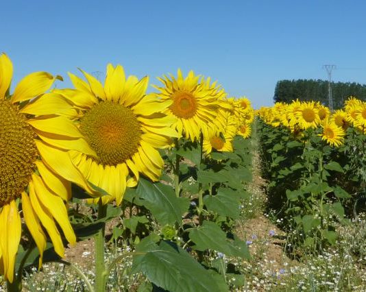 ASAJA DENUNCIA UNA INJUSTIFICADA CAÍDA DEL 30% EN EL PRECIO DEL ACEITE DE GIRASOL