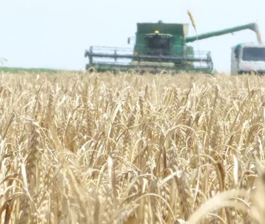 Los mercados de los cereales, esta tarde en las Jornadas de ASAJA PALENCIA