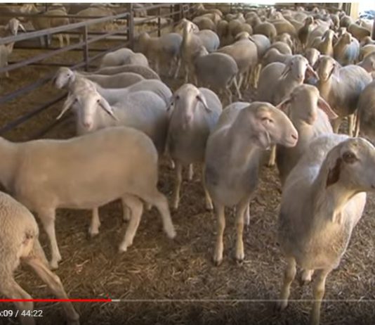 Campo Palentino 11 octubre 2018