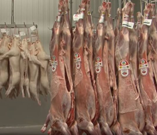 Campo Palentino 20 diciembre 2018