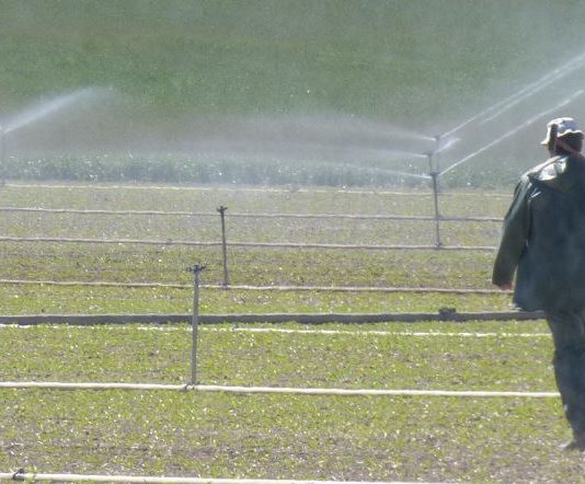 ASAJA recibe con gran preocupación la subida del salario mínimo interprofesional y no garantiza que el campo mantenga el empleo actual