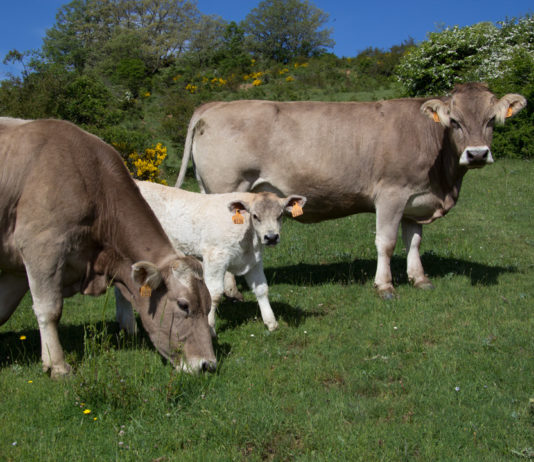 Injustificada agresión del presidente Sánchez a los ganaderos españoles