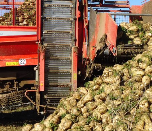 El compromiso de pago de la ayuda de la Junta al sector remolachero llega con 7 años de retraso