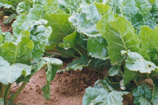 Las organizaciones agrarias llevarán al arbitraje a Azucarera, salvo que retome los acuerdos en vigor