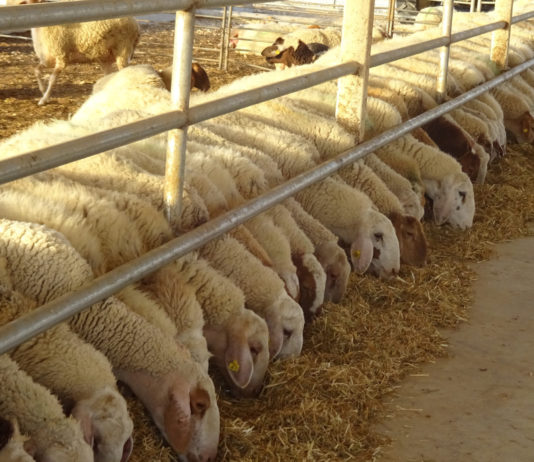 ASAJA pide a la Junta que ejerza sus competencias e inspeccione qué marcas no están cumpliendo la norma de identificar el origen de la leche