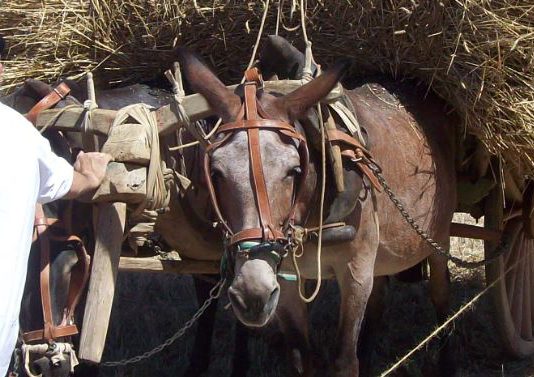 ASAJA reivindica como motor del medio rural al sector ganadero, en el día de su patrón, San Antón