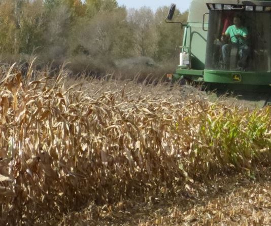 ASAJA pide medidas de ámbito político y económico para propiciar el avance del cultivo del maíz, principal alternativa para el regadío