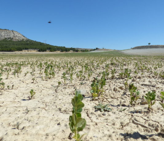 El grado de aseguramiento de Palencia en máximos