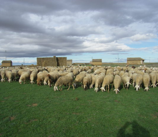 ASAJA pide que se prorroguen los programas agroambientales hasta enlazar con la nueva PAC
