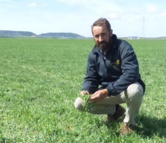 El pedrisco causa daños en cientos de hectáreas en el término de Torquemada