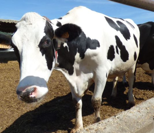 731 ganaderías menos de vacuno de leche en España en el último año