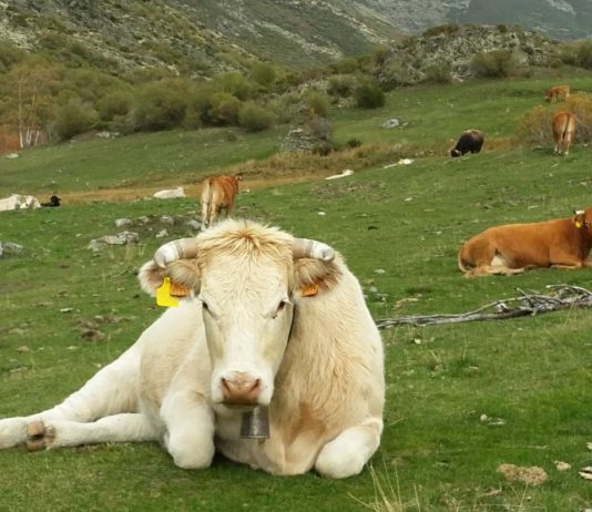 Continúa el esfuerzo investigador para erradicar la tuberculosis bovina