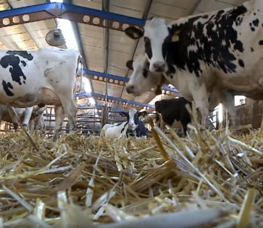 Campo Palentino 16 mayo 2019