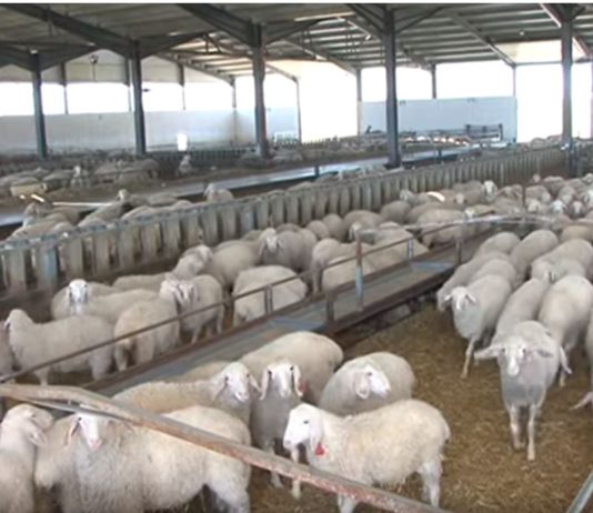 Campo Palentino 23 mayo 2019