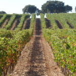 El Ministerio de Agricultura aplica las flexibilizaciones que Europa permite en el viñedo