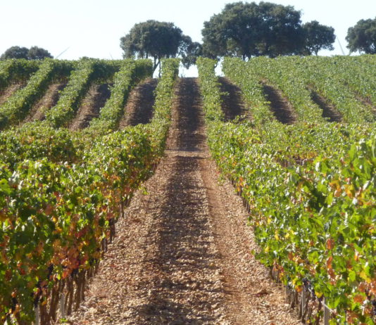 La Sectorial Vitivinícola de ASAJA analizó la marcha de la campaña