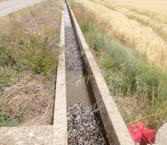 ASAJA denuncia la contaminación de cauces por la presencia de miles de topillos muertos