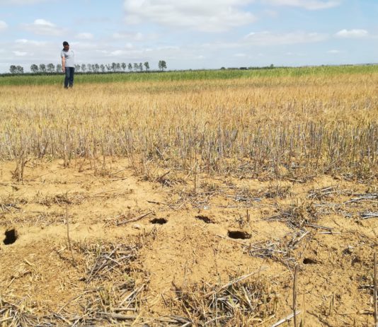 ASAJA Palencia denuncia importantes daños por topillos en la provincia