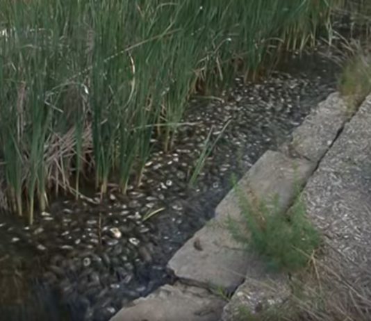 ASAJA-Palencia critica la inacción de la Confederación Hidrográfica del Duero ante la plaga de topillos