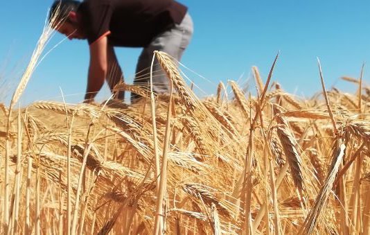 ASAJA se opone a la propuesta del Ministerio de reducir el porcentaje de producción asegurable en herbáceos
