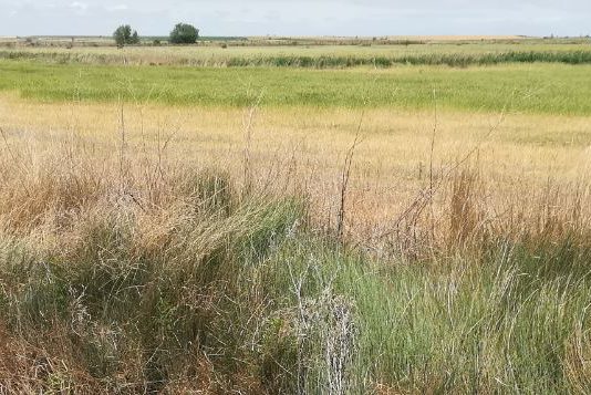 ASAJA cifra en 15 millones de euros los daños por topillos en la provincia