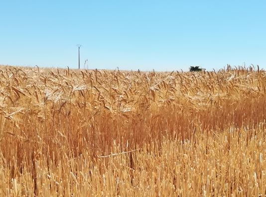 ASAJA marca la mejora del sistema de seguros como prioridad absoluta para una agricultura sometida cada vez a más riesgos
