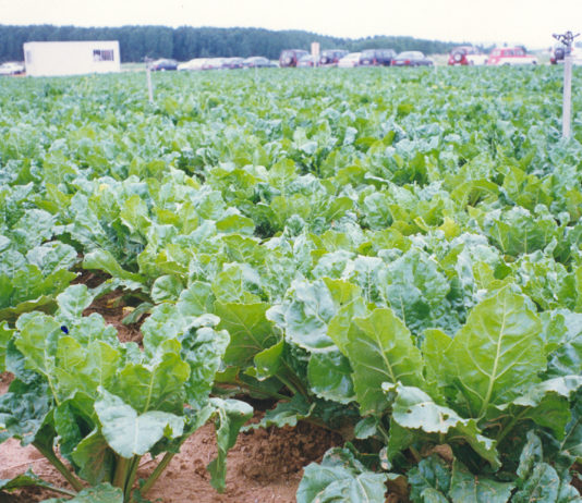 ASAJA advierte a los cultivadores de remolacha de la “letra pequeña” de los nuevos contratos de AB Azucarera
