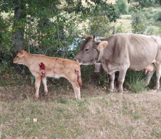 Las comunidades donde habita el lobo solicitan amparo a la Unión Europea