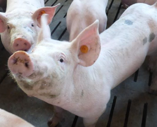 ASAJA no entiende las críticas demagógicas a unas medidas que simplifican, pero no reducen en nada los requisitos a las granjas