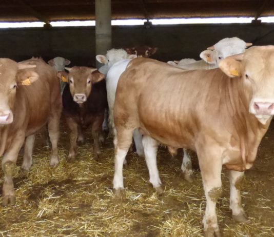 Los ganaderos piden al Gobierno y a la UE no «criminalizar» las granjas intensivas porque lo hacen «bien y son necesarias»