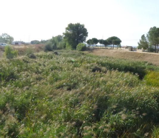 ASAJA PALENCIA exige a la CHD la limpieza de los cauces fluviales de la provincia