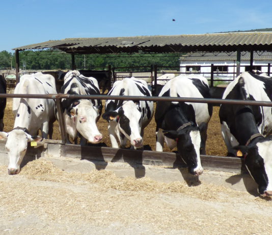 Los ganaderos españoles siguen percibiendo menos por la leche que sus competidores europeos