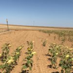 ASAJA critica el triunfalismo de las administraciones ante la plaga de topillos