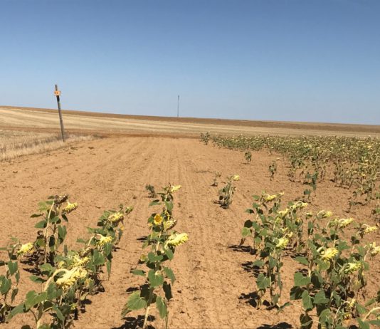 ASAJA critica el triunfalismo de las administraciones ante la plaga de topillos
