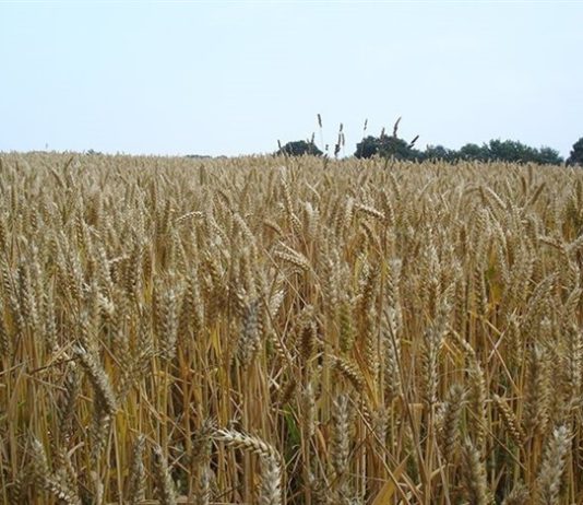 La caída de la producción mundial de trigo duro debería hacer repuntar los precios en Europa