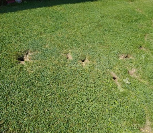 ASAJA Palencia recuerda a las administraciones sus obligaciones frente a la plaga de topillos