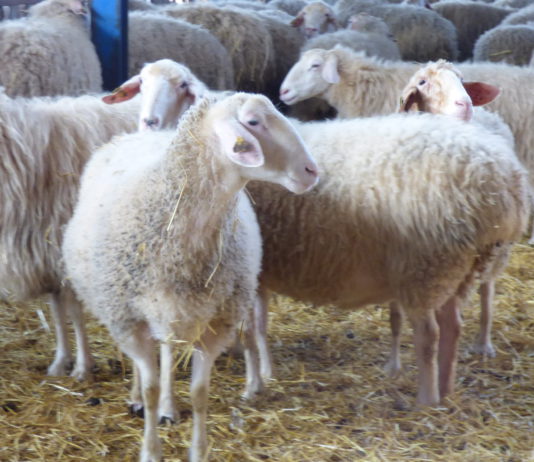 La demanda comienza a superar la oferta en leche de ovino, y el sector espera subidas de precio