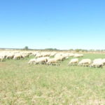 foto ovejas pastos sequia