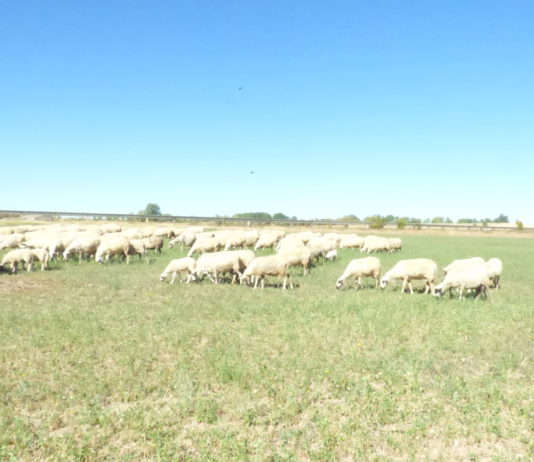 Castilla y León ha solicitado que se pueda aumentar el anticipo de la PAC