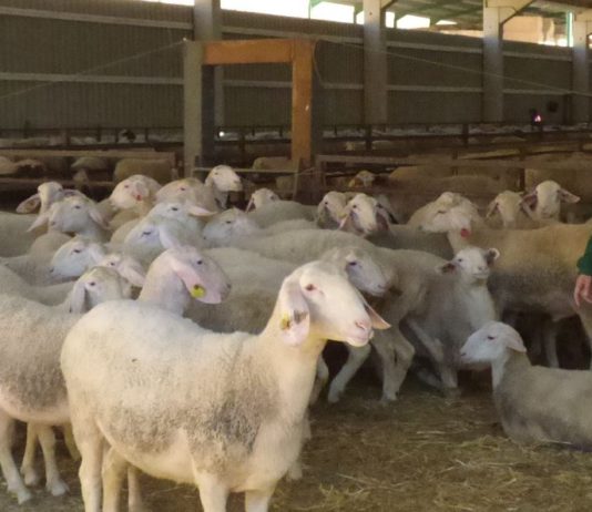 ASAJA reclama una mayor presencia de las mujeres agricultoras y ganaderas en todos los foros, “no solo cuando se habla de mujer”
