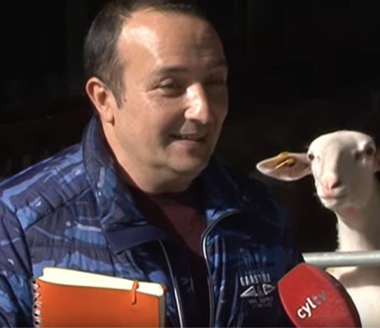 Campo Palentino 14 noviembre 2019