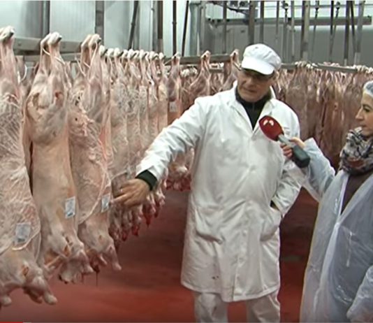 Campo Palentino 28 noviembre 2019