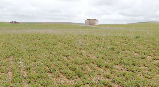 Convocadas ayudas para los intereses de préstamos de 2019 de afectados por sequía