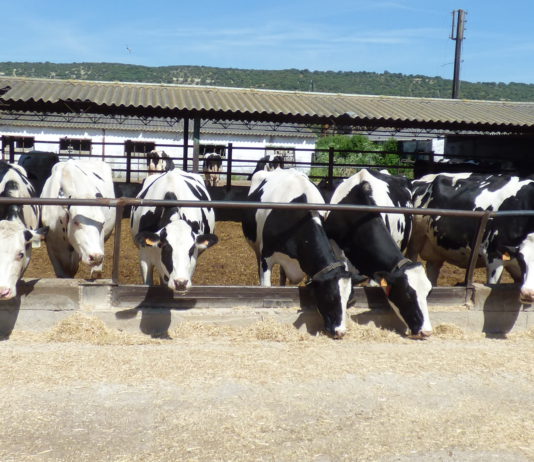 El ganadero francés percibe casi 5 céntimos más por litro de leche que el español, pese a ser Francia un país excedentario
