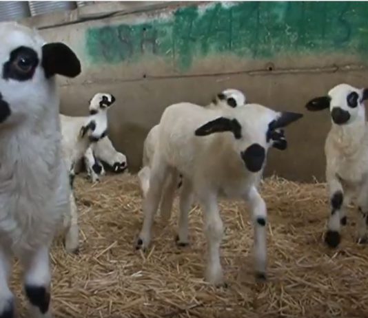 Campo Palentino 12 diciembre 2019