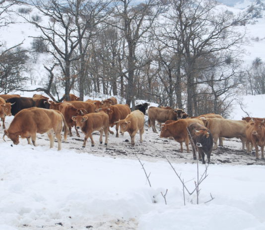 Vuelve a disminuir la tuberculosis bovina en Palencia