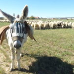 Prórroga de las ayudas agroambientales y de agricultura ecológica