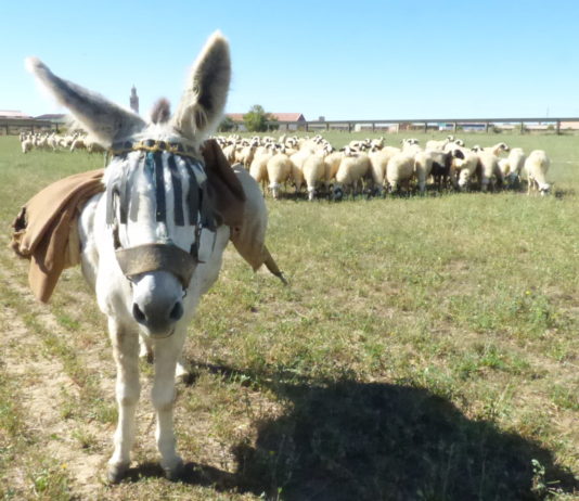 En el día de San Antón ASAJA reivindica a la ganadería como motor insustituible de empleo y vida en el medio rural