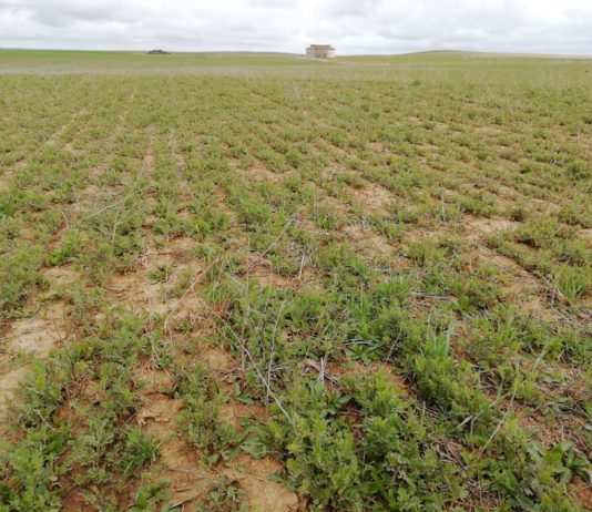 Los plazos de los seguros agrarios y sus modificaciones se mantienen